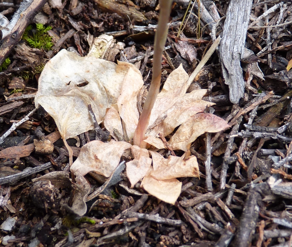 Pterostylis sp. aff. aciculiformis (Beechworth) (hero image)