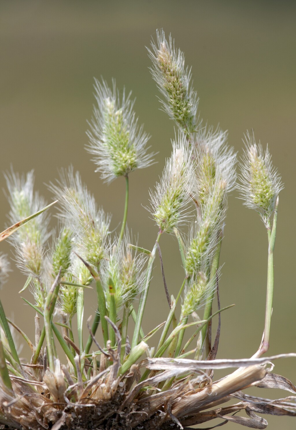 Polypogon (hero image)