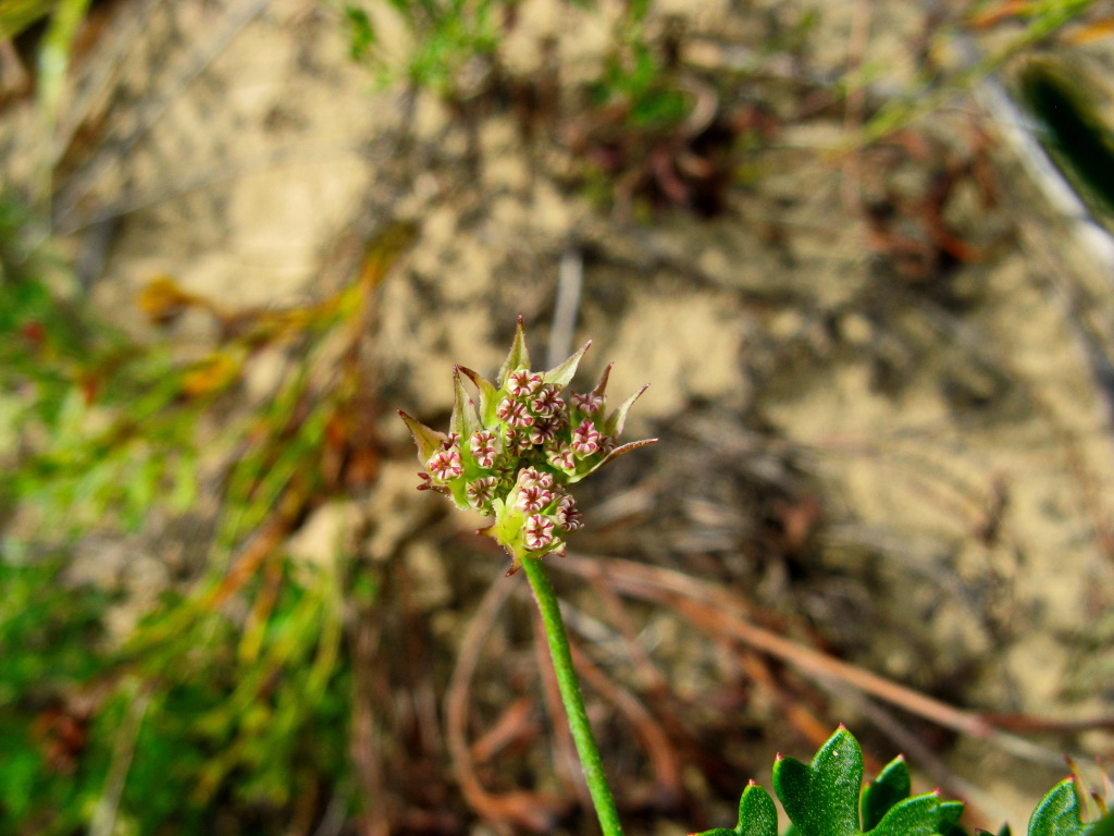 Xanthosia leiophylla (hero image)