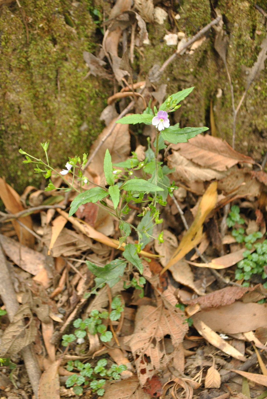 Veronica notabilis (hero image)