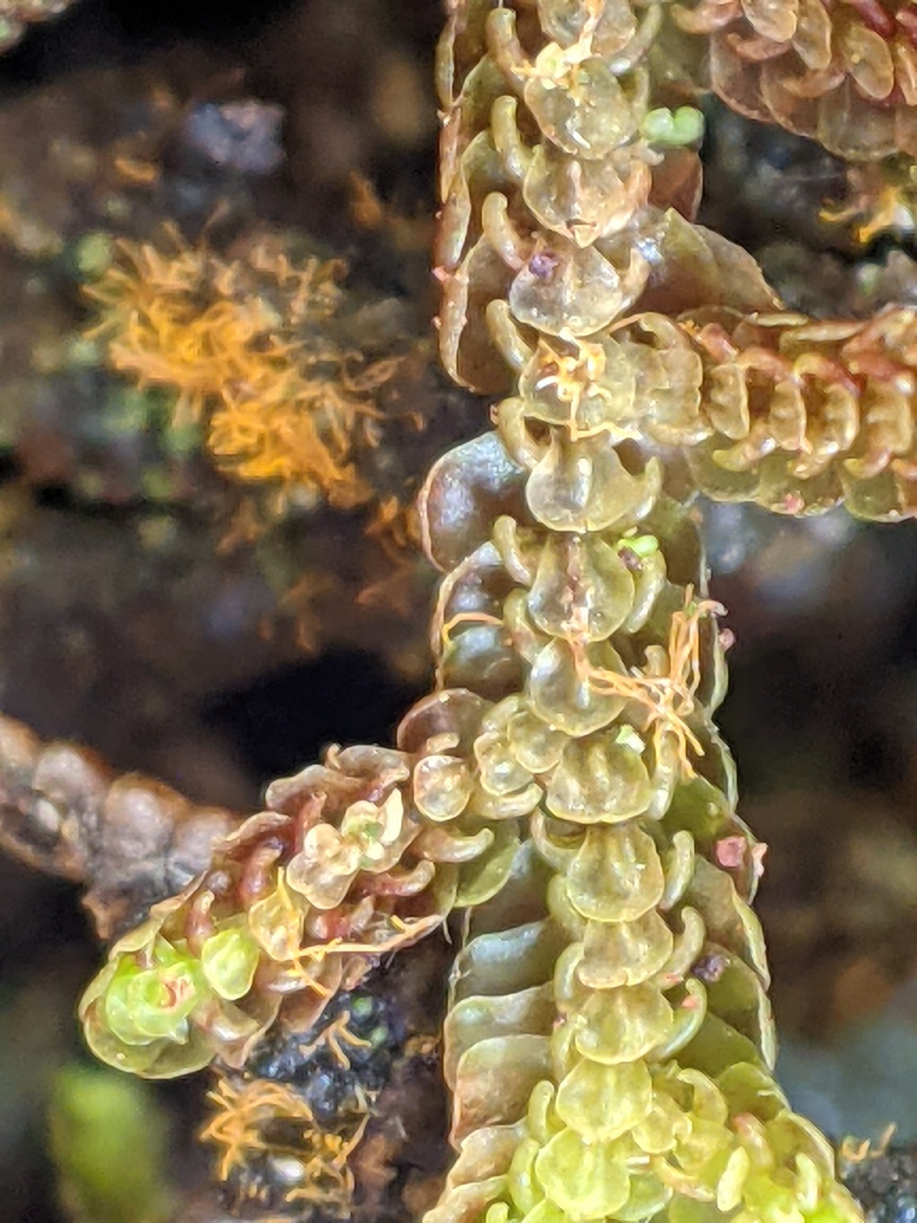 Frullania falciloba (hero image)
