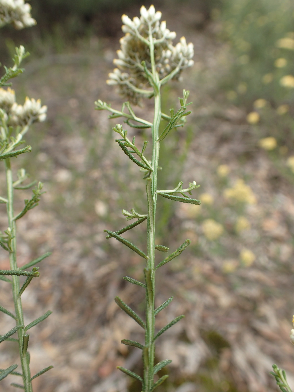 Cassinia diminuta (hero image)