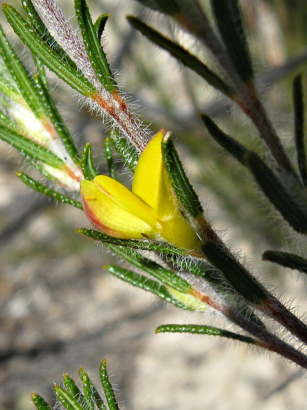 Phyllota remota (hero image)