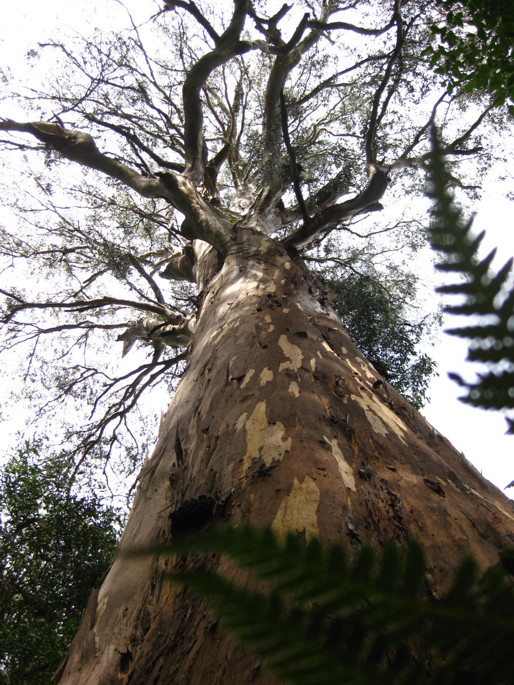 Eucalyptus denticulata (hero image)