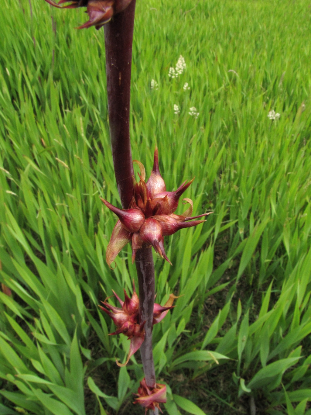 Watsonia meriana var. bulbillifera (hero image)