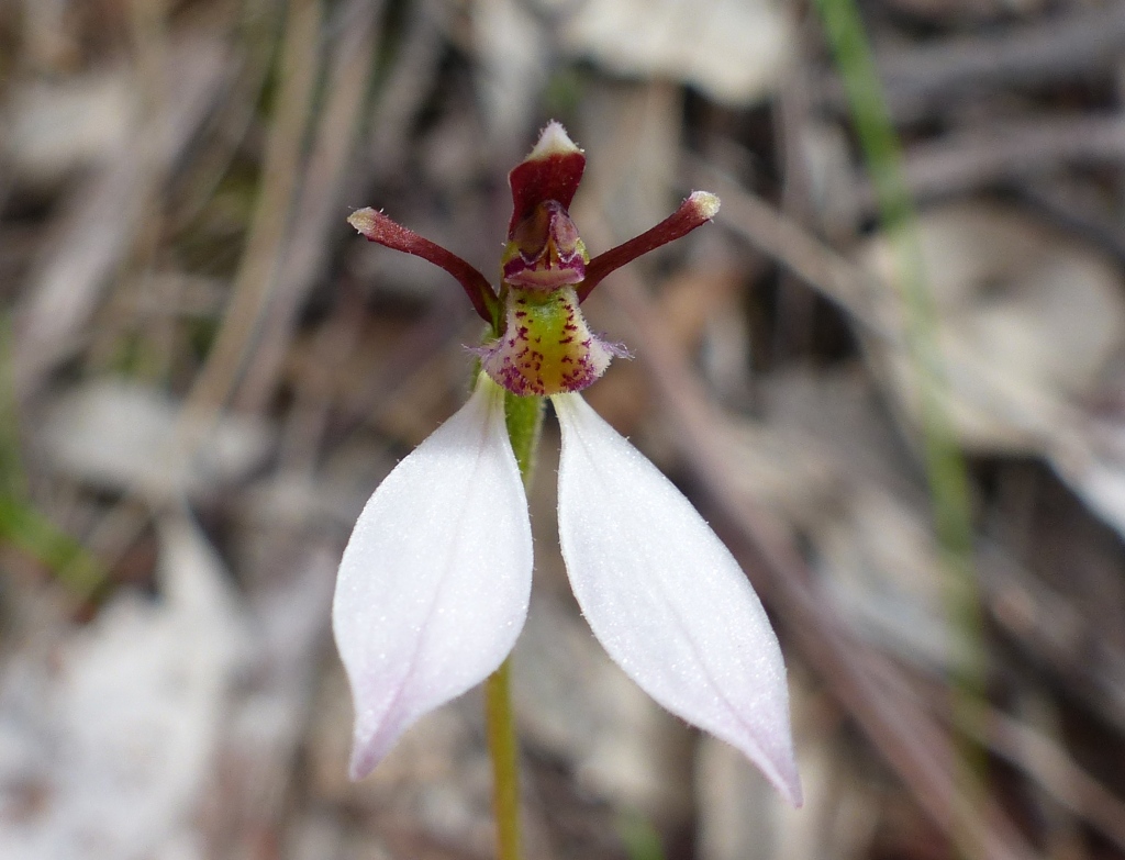 Eriochilus (hero image)