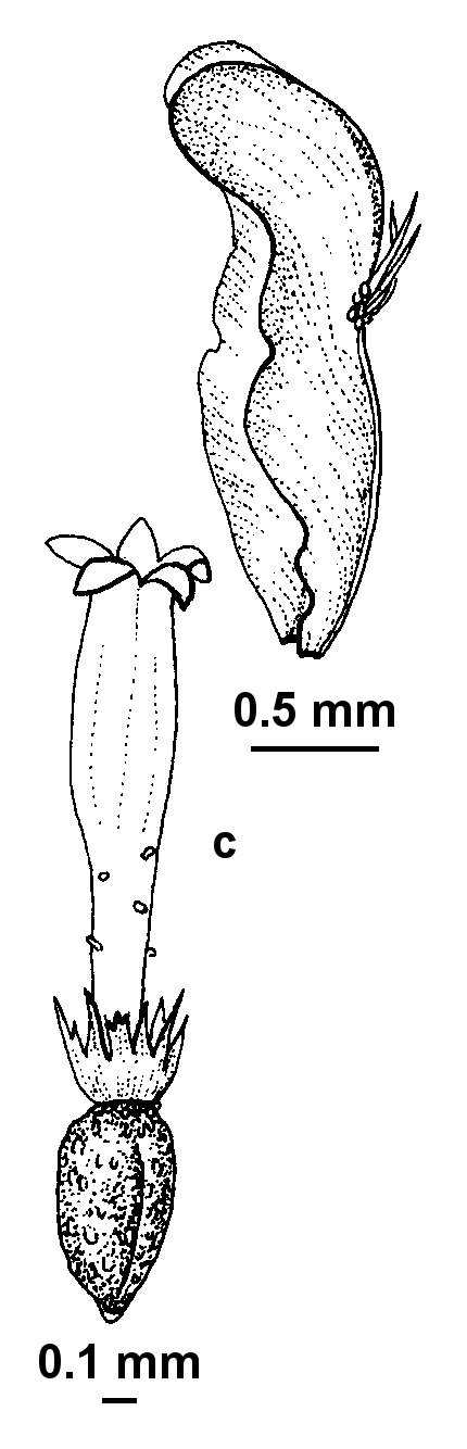 Angianthus brachypappus (hero image)