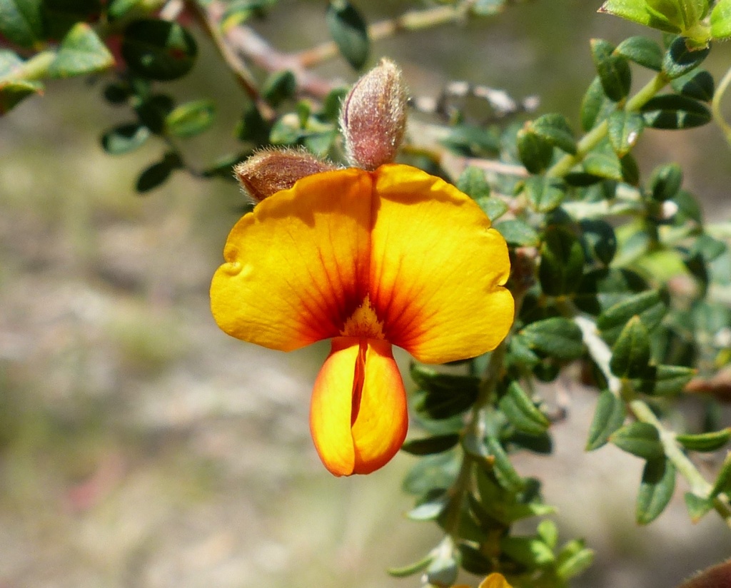Mirbelia oxylobioides (hero image)