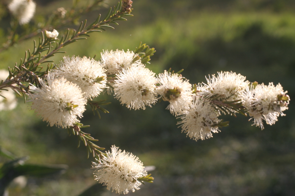 Melaleuca ericifolia (hero image)