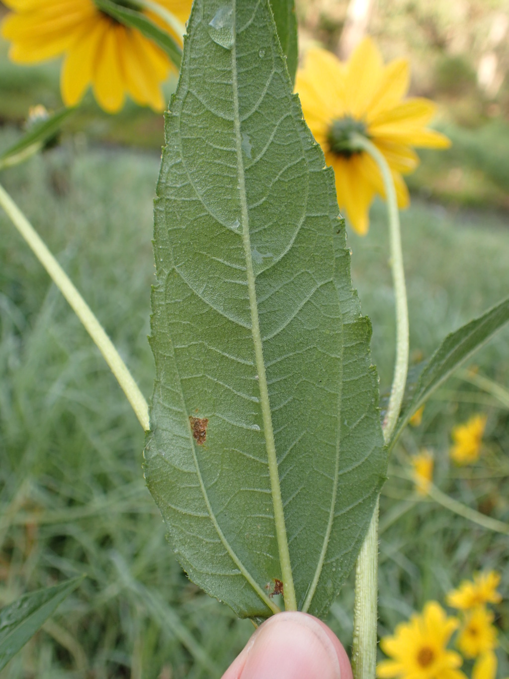 Helianthus (hero image)