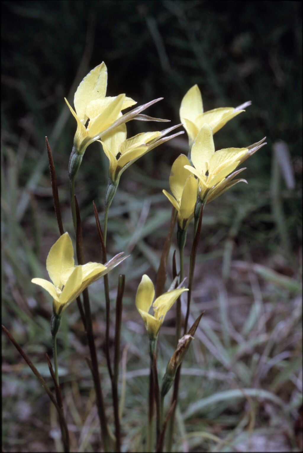 Diuris ×fastidiosa (hero image)