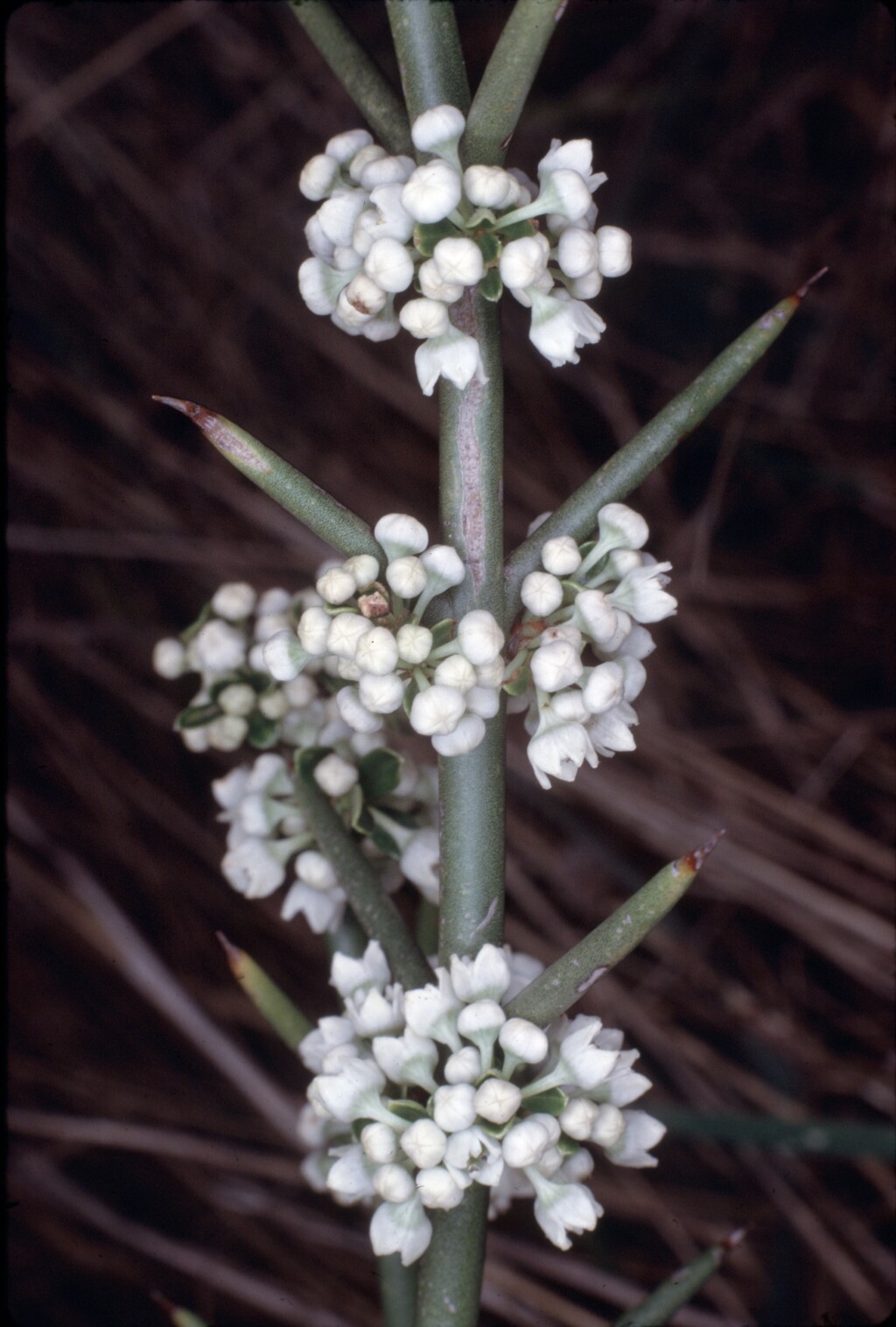 Discaria pubescens (hero image)