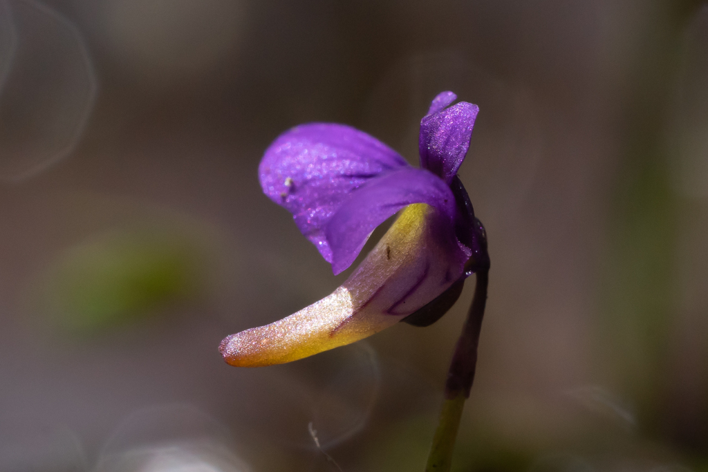 Utricularia violacea (hero image)