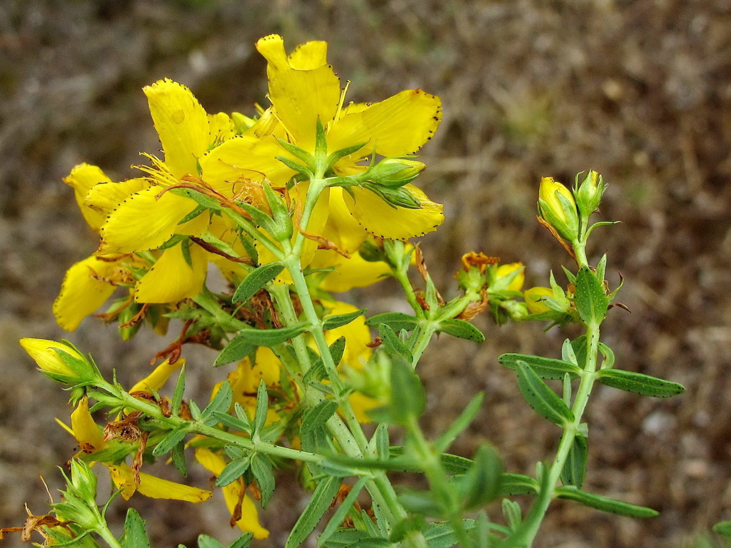 Hypericum perforatum (hero image)