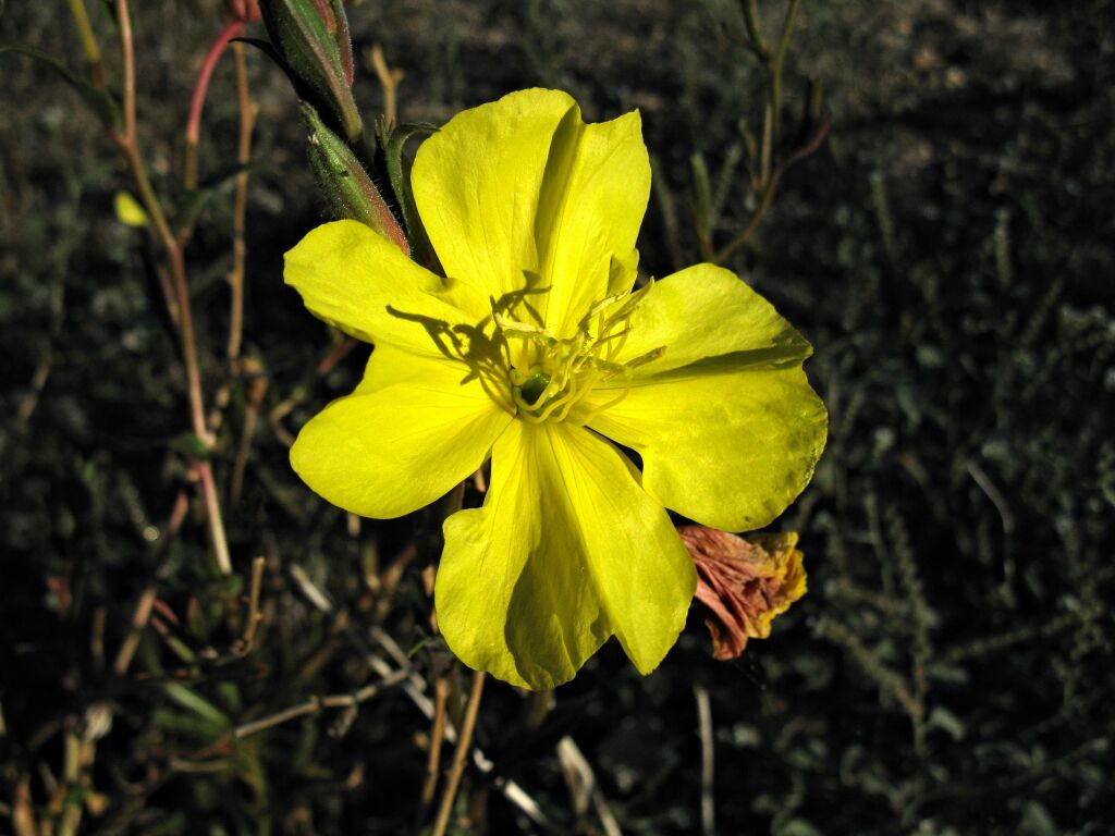 Oenothera stricta (hero image)