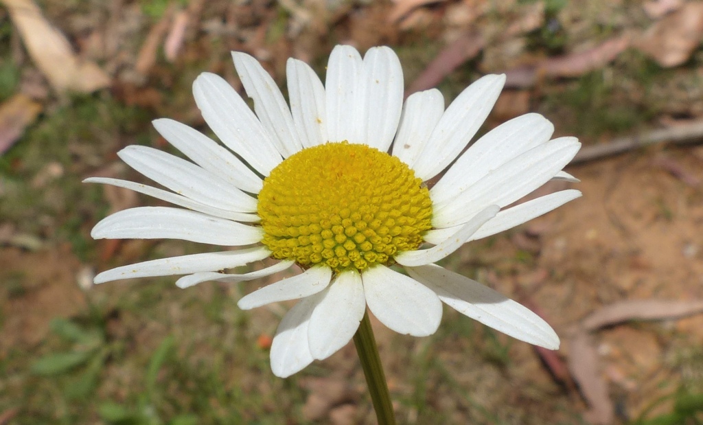 Leucanthemum vulgare (hero image)