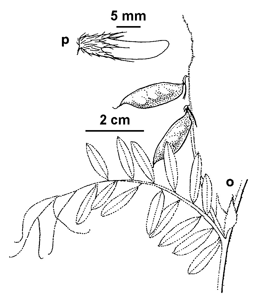 Vicia villosa subsp. villosa (hero image)