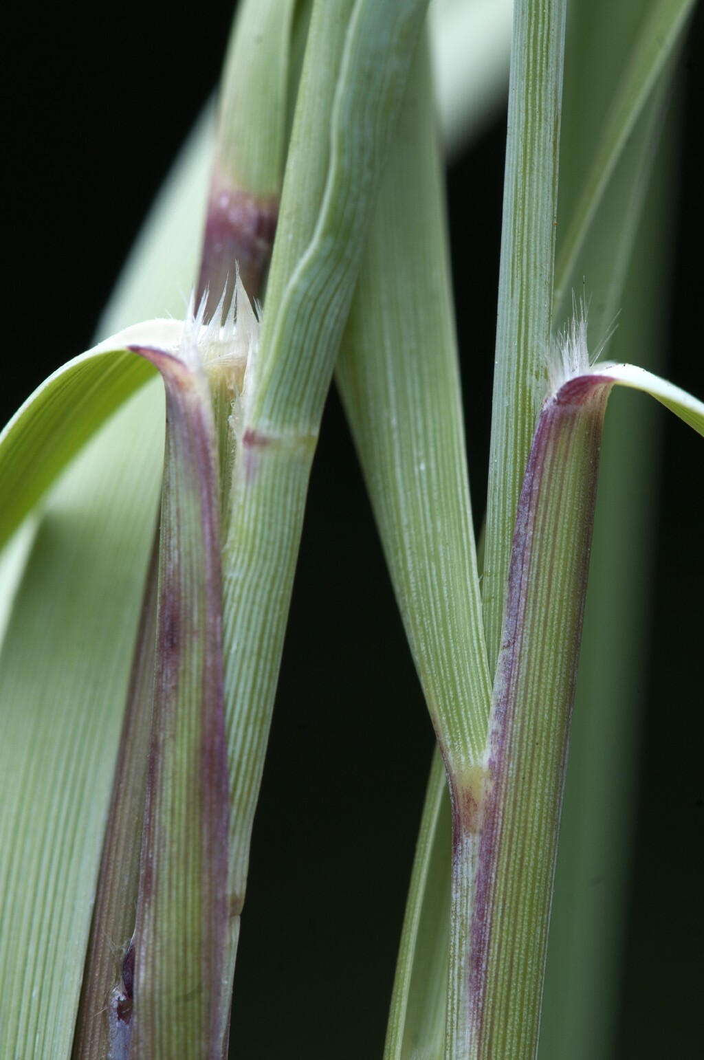 Panicum racemosum (hero image)