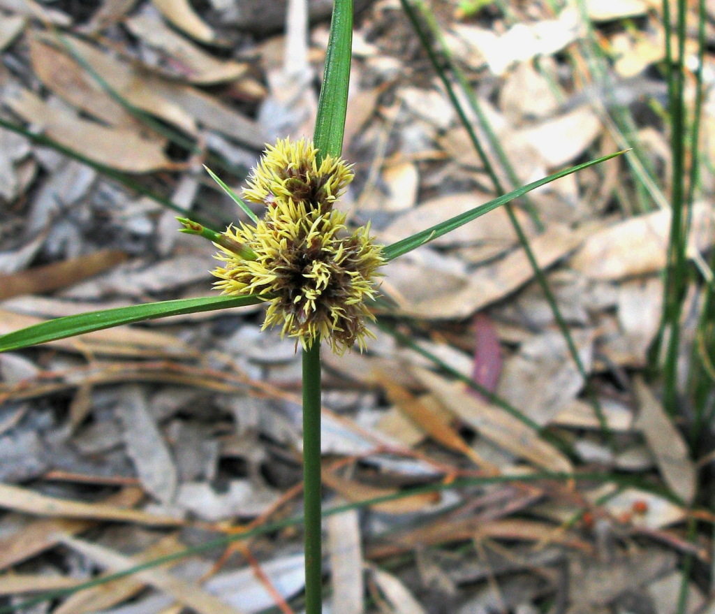 Cyperus gymnocaulos (hero image)