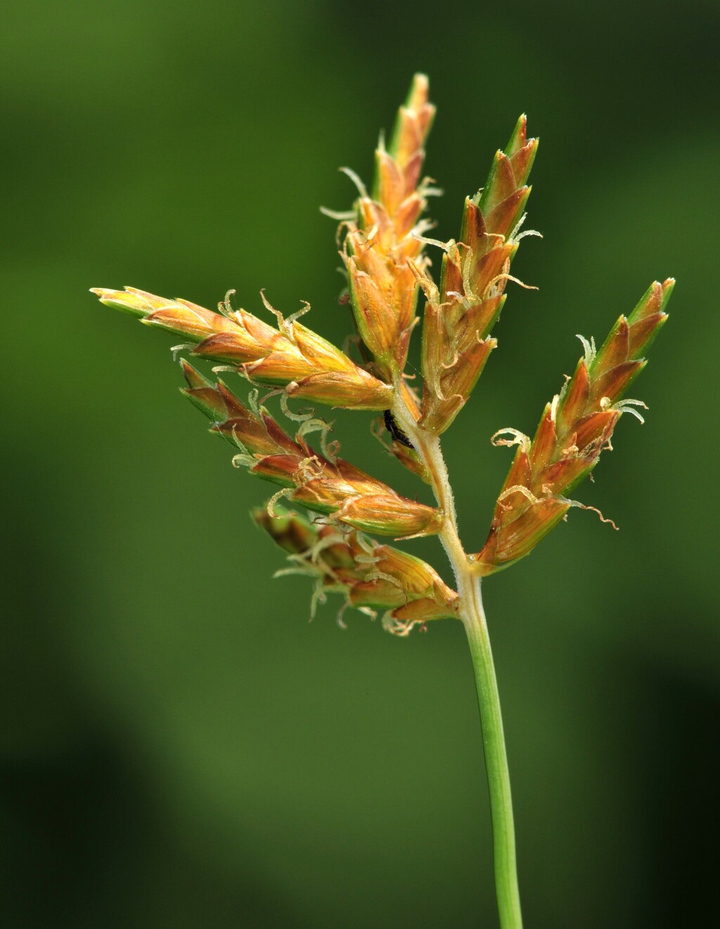 Cyperus esculentus (hero image)