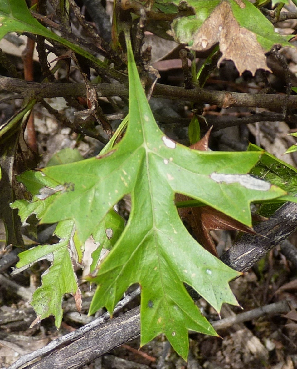 Grevillea ramosissima (hero image)