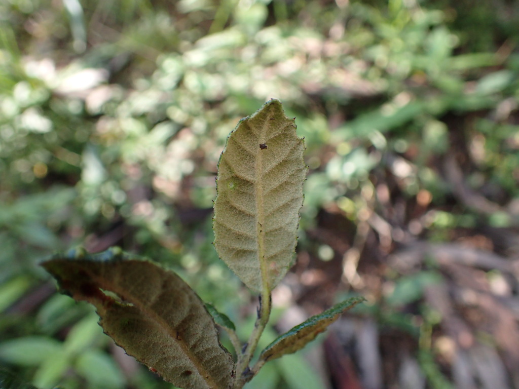 Elaeocarpus holopetalus (hero image)