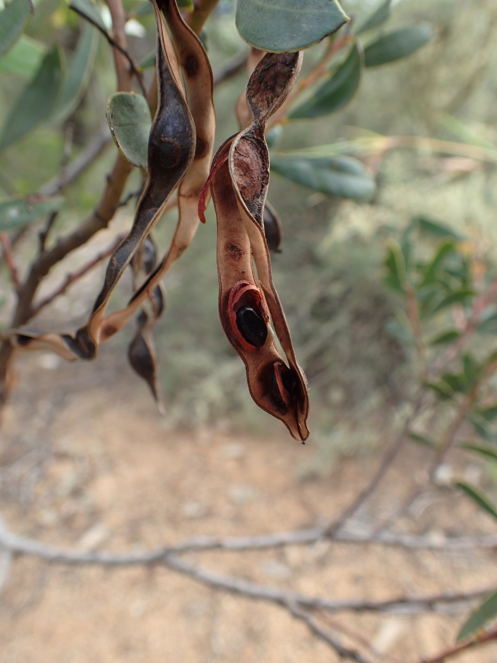 Acacia amoena (hero image)