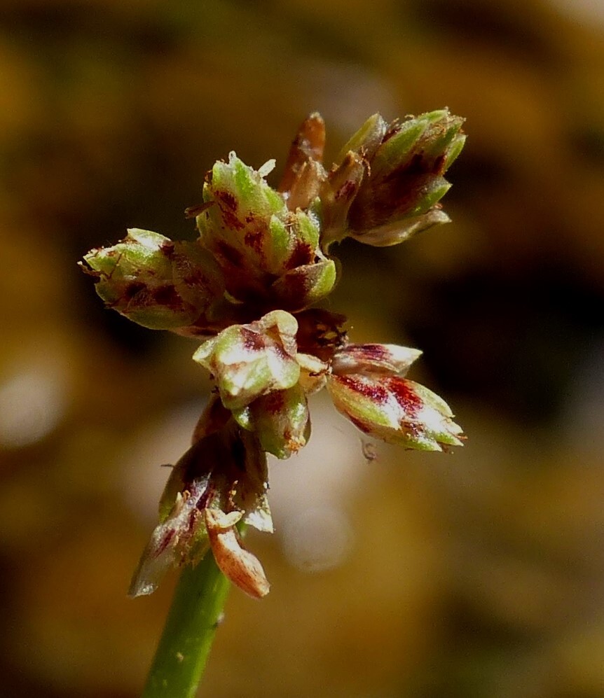 Isolepis inundata (hero image)