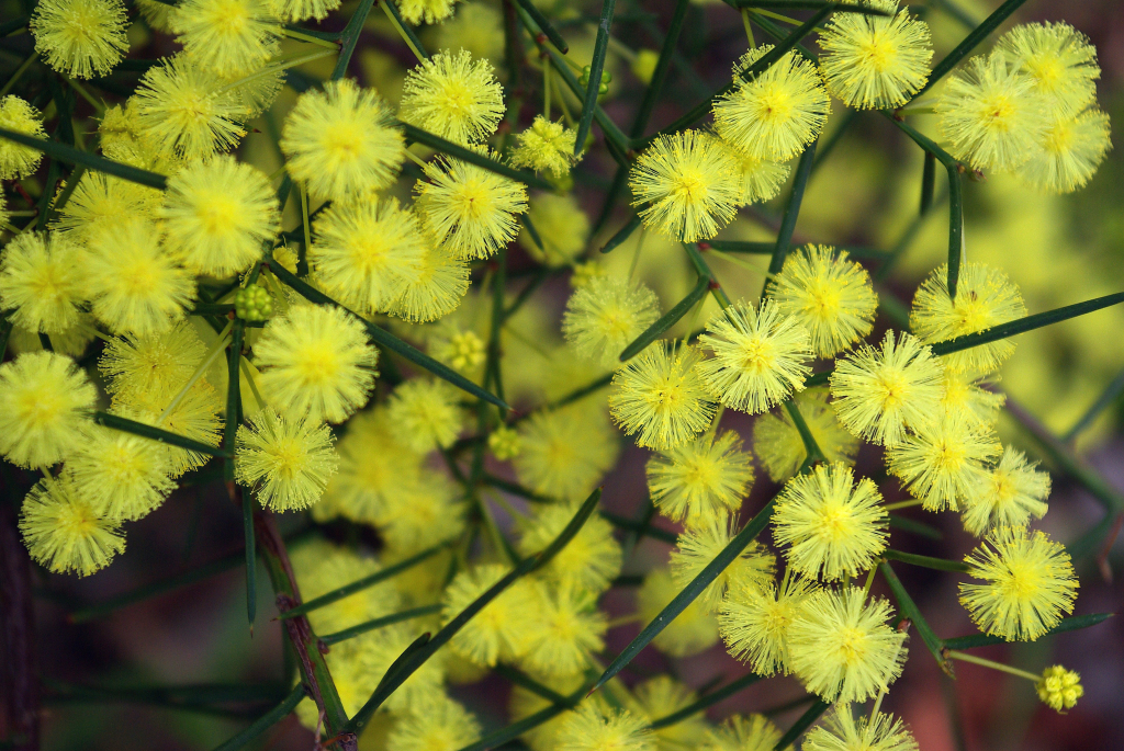 Acacia genistifolia (hero image)