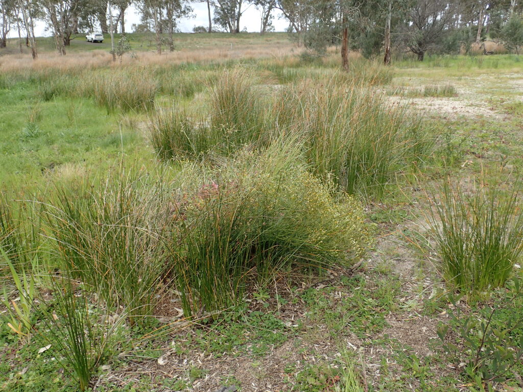 Senecio runcinifolius (hero image)