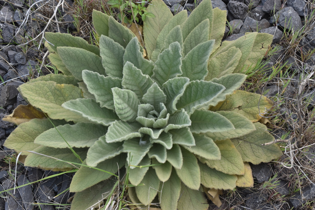 Verbascum (hero image)