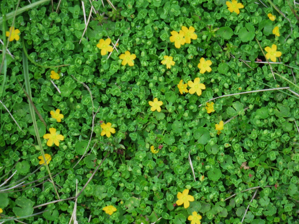 Hypericum japonicum (hero image)