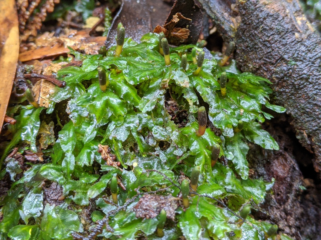 Pallaviciniaceae (hero image)