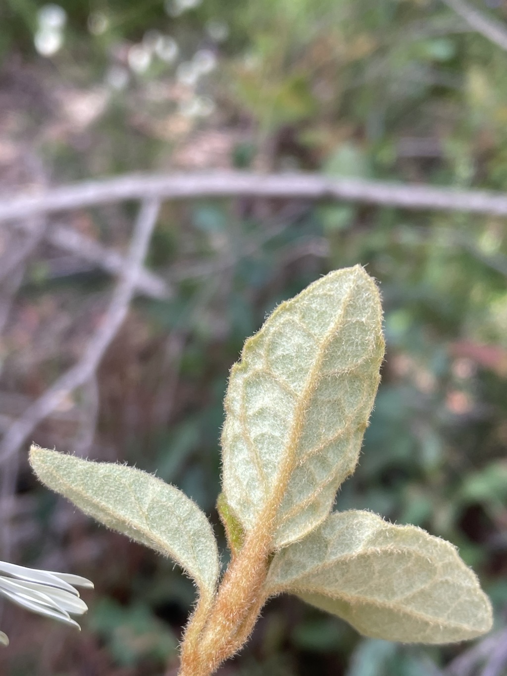 Olearia tomentosa (hero image)