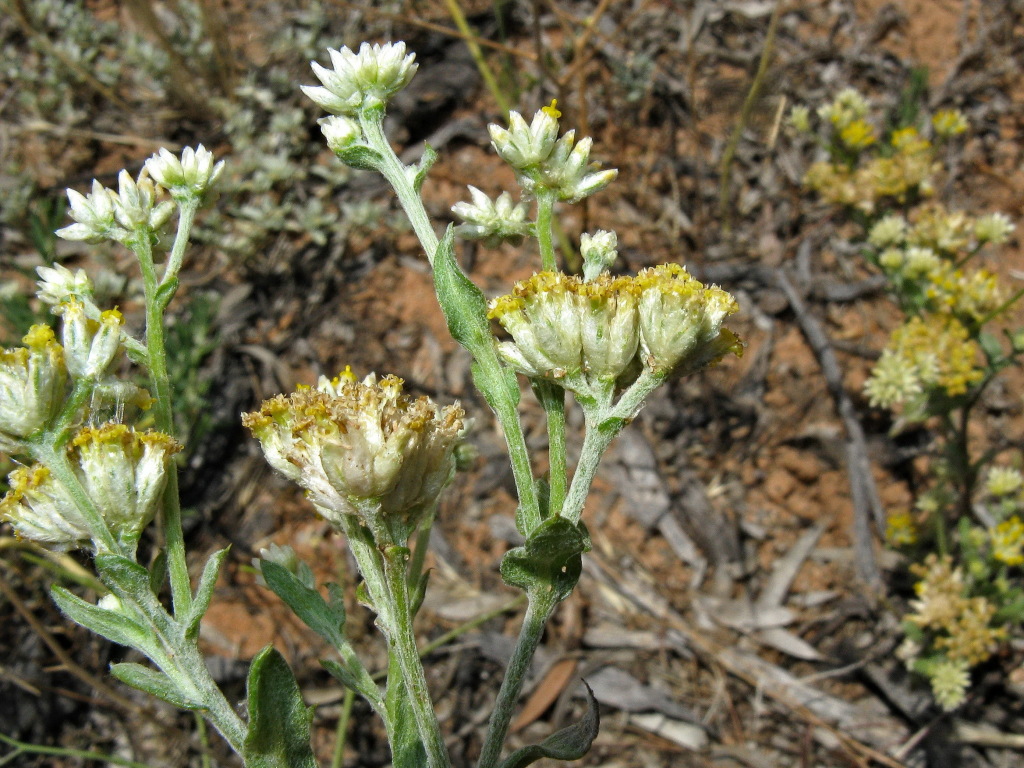 Rhodanthe moschata (hero image)