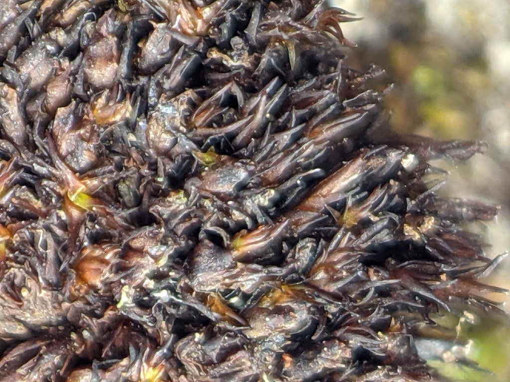 Andreaea flabellata (hero image)