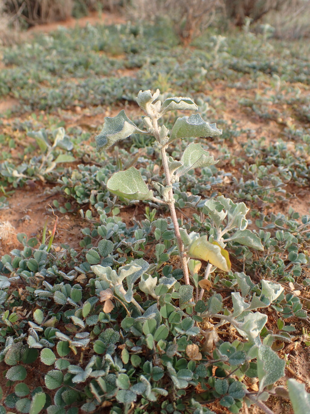 Atriplex limbata (hero image)