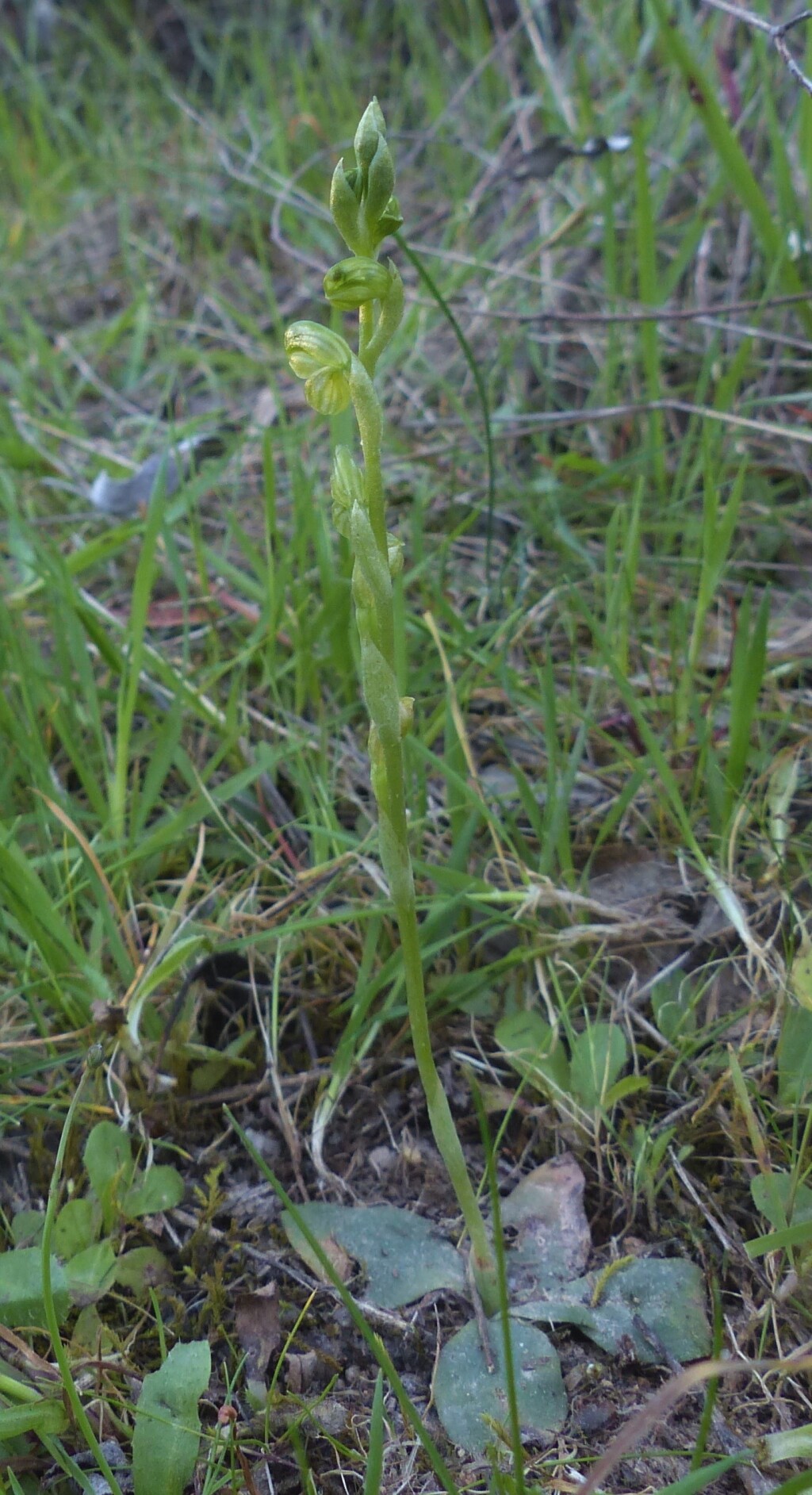 Pterostylis mutica (hero image)