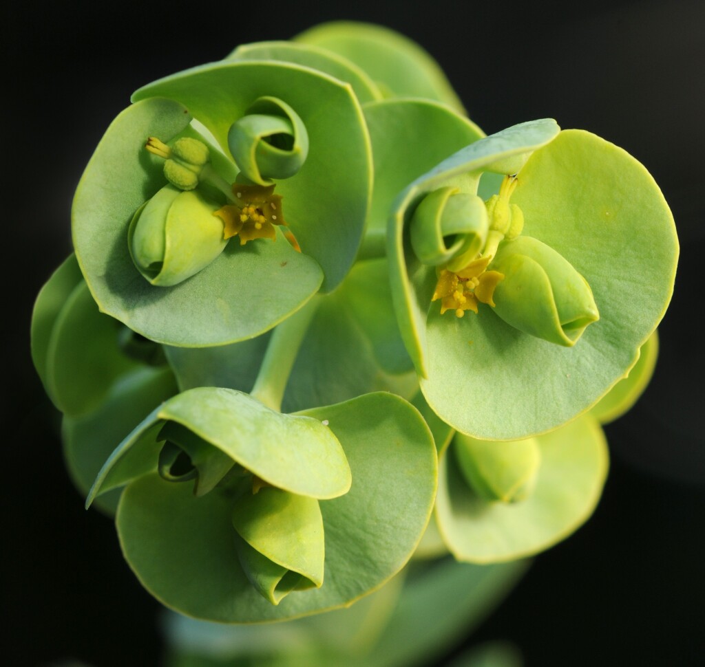 Euphorbia paralias (hero image)