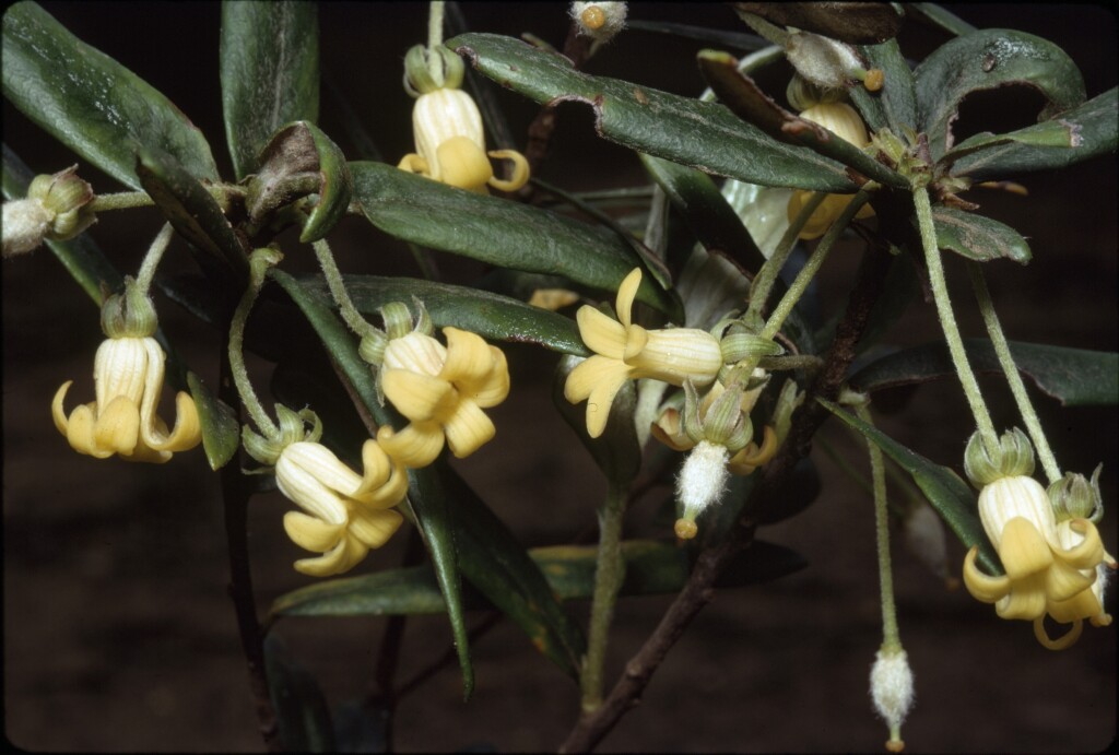 Pittosporum bicolor (hero image)