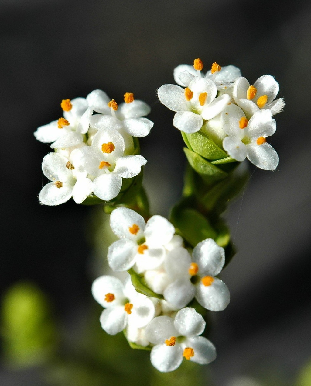 Pimelea flava (hero image)