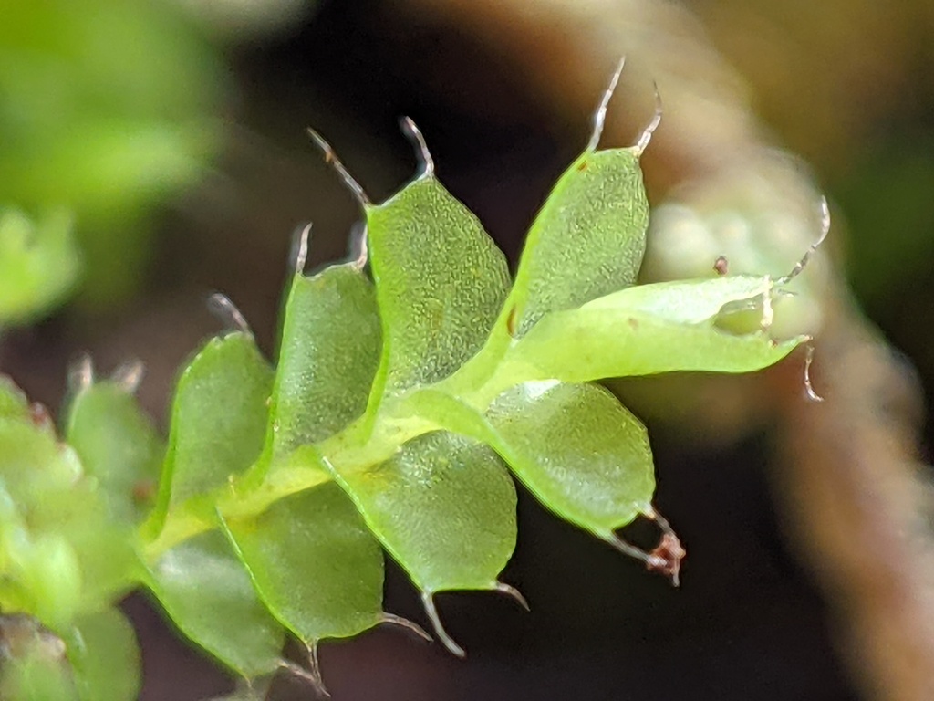 Pseudomarsupidium (hero image)