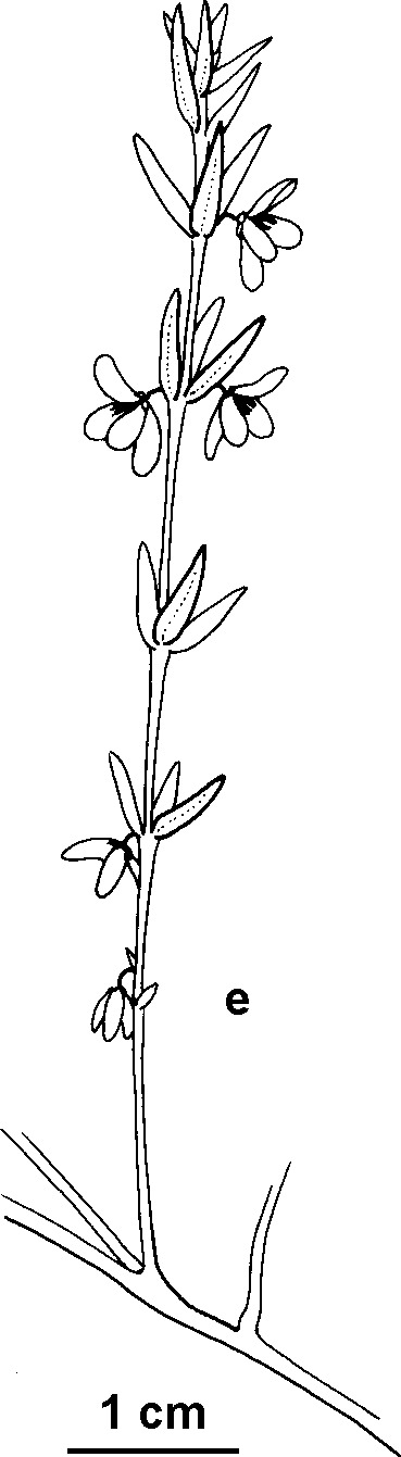 Tetratheca procumbens (hero image)