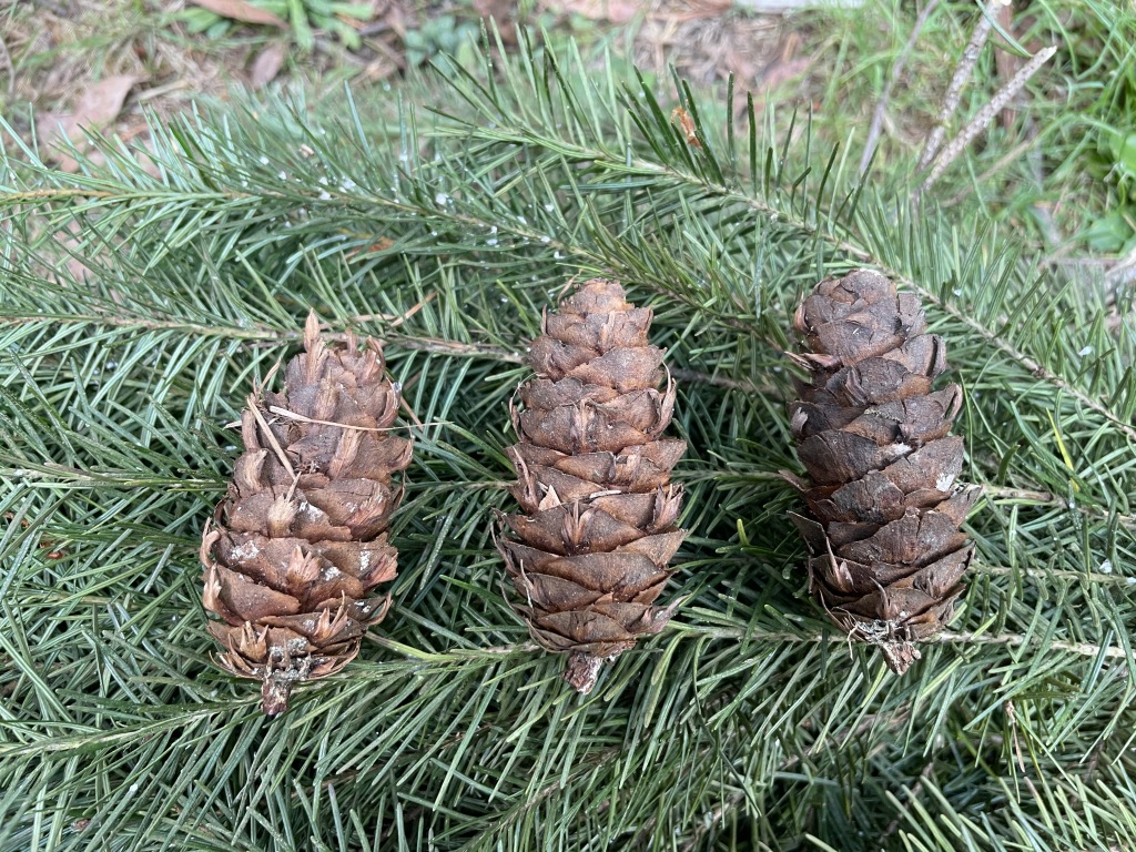 Pseudotsuga menziesii var. menziesii (hero image)