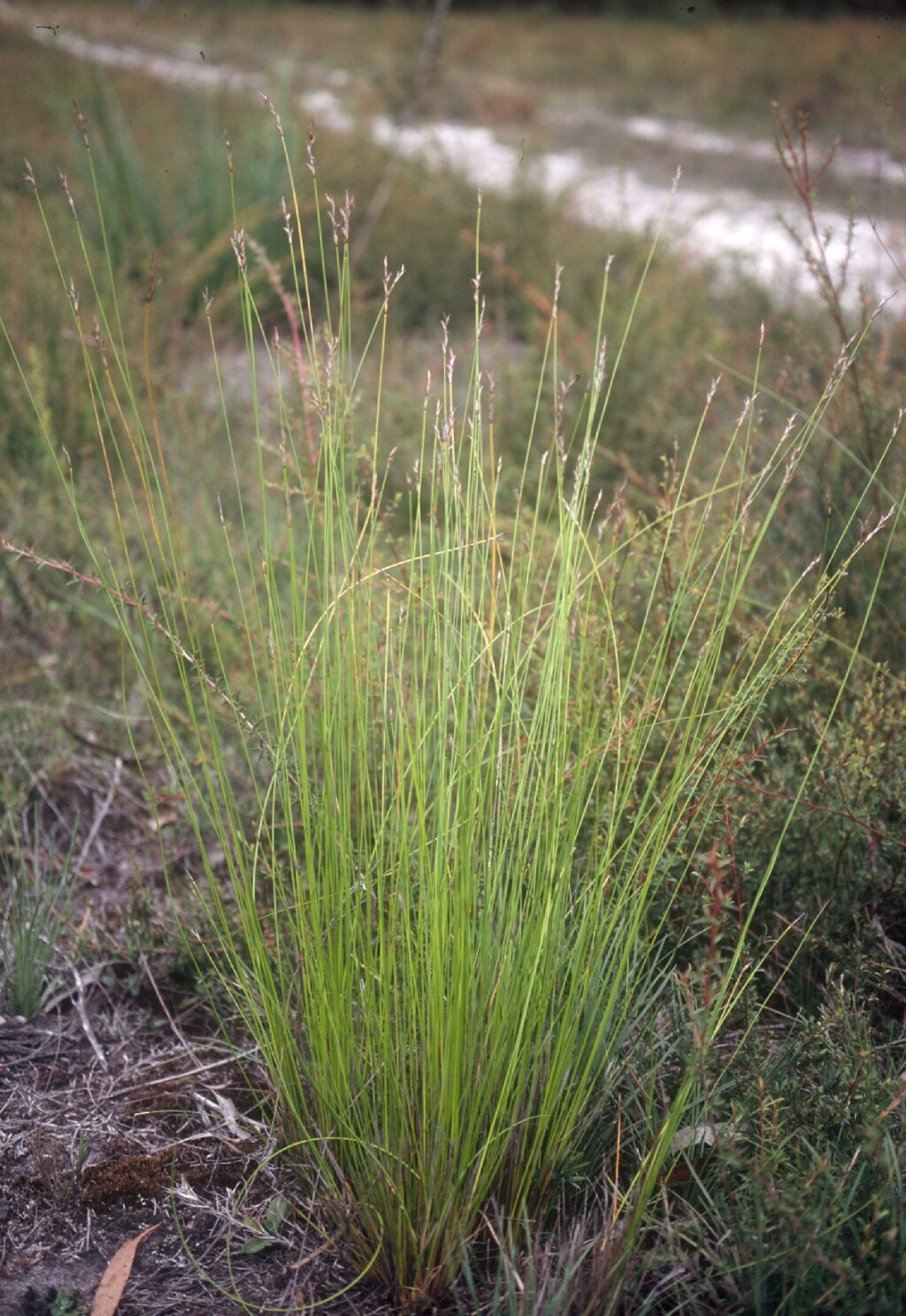 Lepidosperma filiforme (hero image)