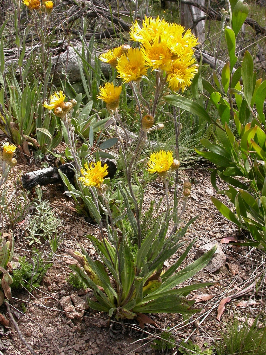 Podolepis laciniata (hero image)