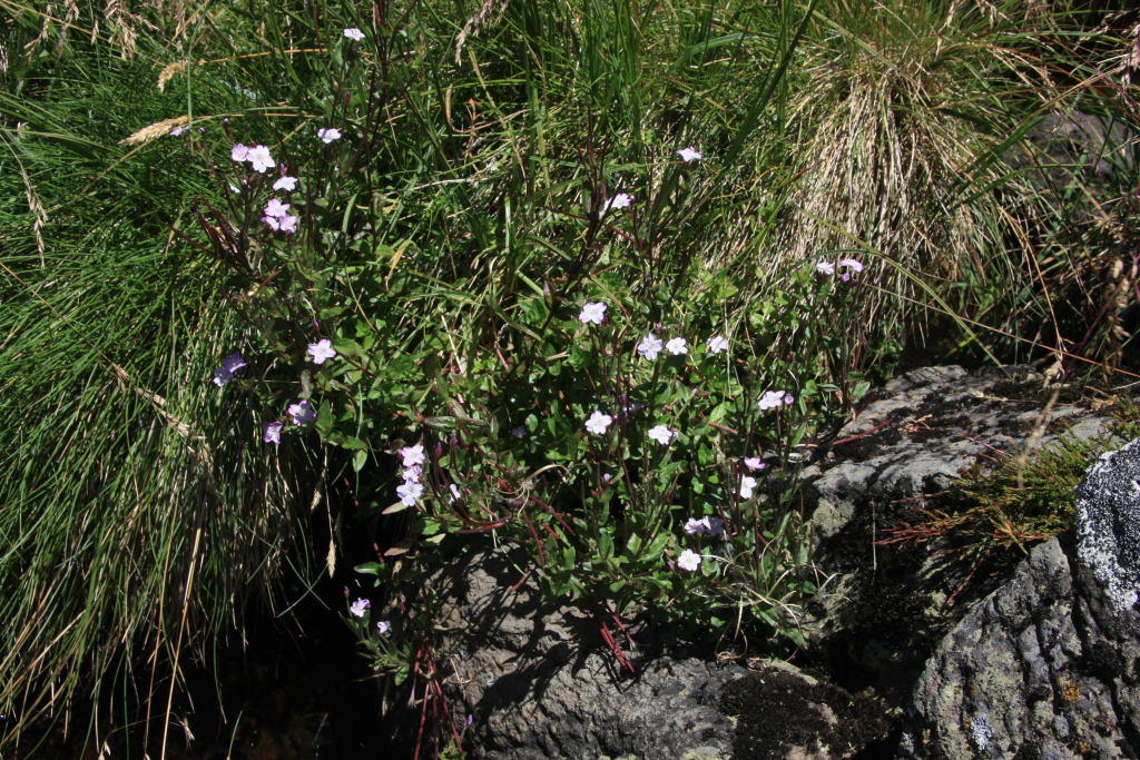 Epilobium sarmentaceum (hero image)