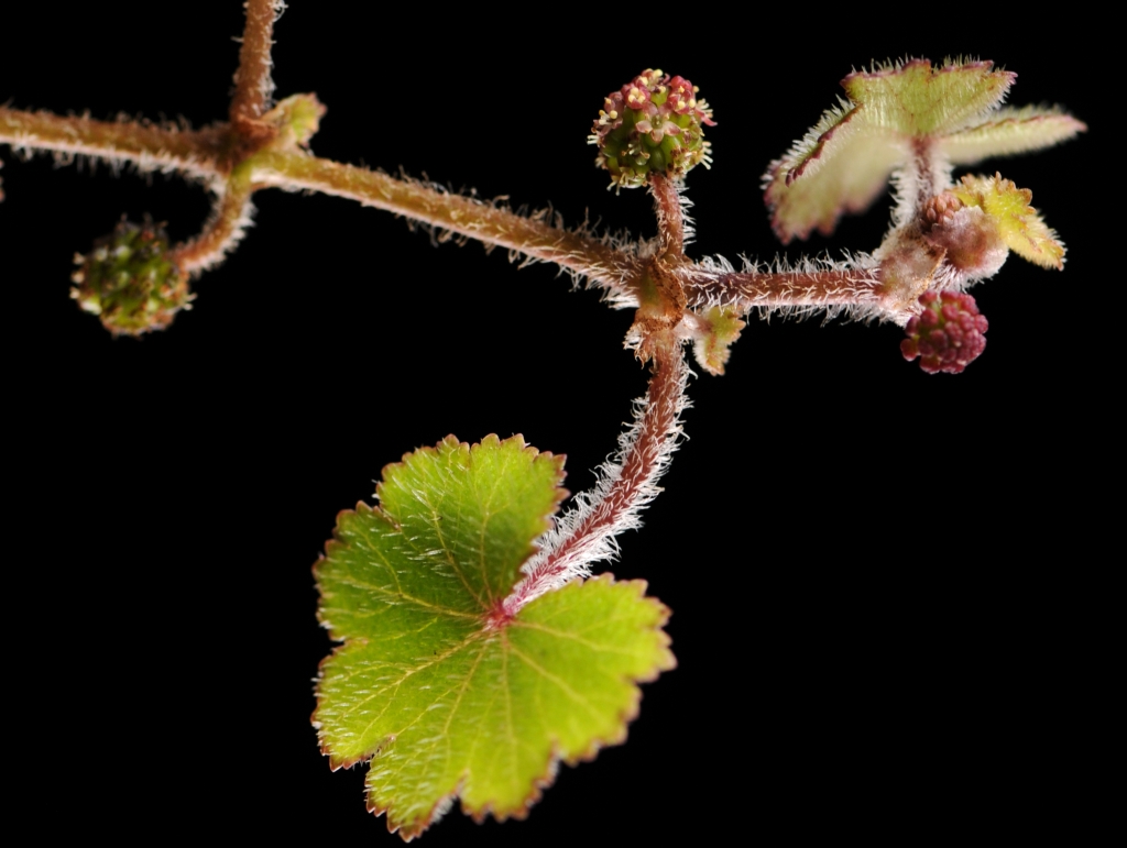 Hydrocotyle (hero image)