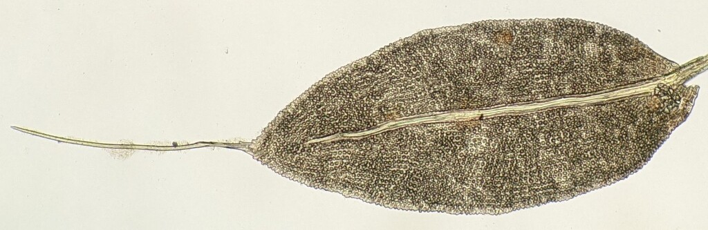 Hymenodon pilifer (hero image)