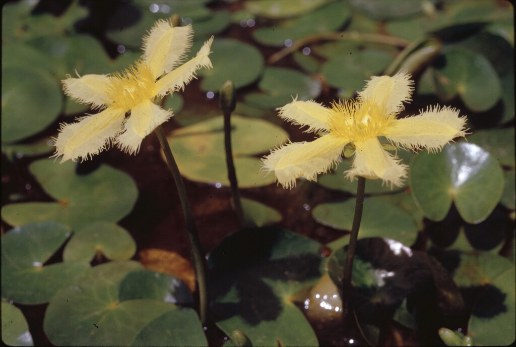 Nymphoides geminata (hero image)